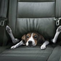 VIAJAR CON MASCOTAS: SEGURIDAD EN EL COCHE VIAJAR CON MASCOTAS: SEGURIDAD EN EL COCHE