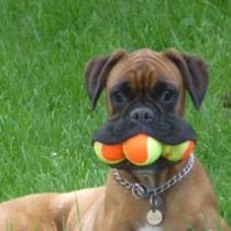 MI MASCOTA TIENE UN “BULTO”  ¿QUÉ HAGO? MI MASCOTA TIENE UN “BULTO”  ¿QUÉ HAGO?